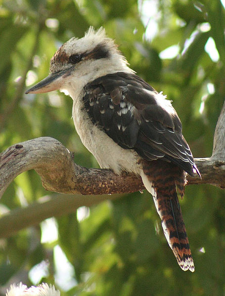 455px-Laughing_Kookaburra_%28Dacelo_novaeguineae%29_2c 455px-Laughing_Kookaburra_%28Dacelo_novaeguineae%29_2c