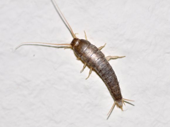 Silverfish (Lepisma saccharina)