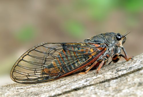 Cikáda chlumní - Cicadetta montana