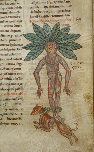 Mandrake Mandrake