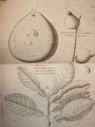 Botanical Illus Sloane