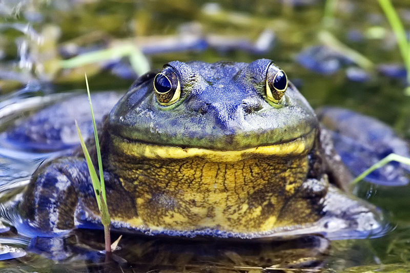 800px-Bullfrog_-_natures_pics