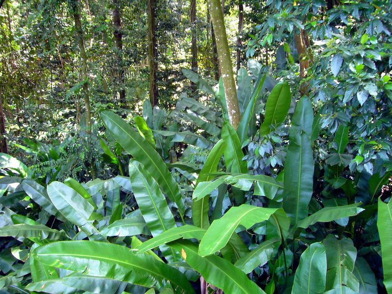 Babonneau_rainforest_St_Lucia