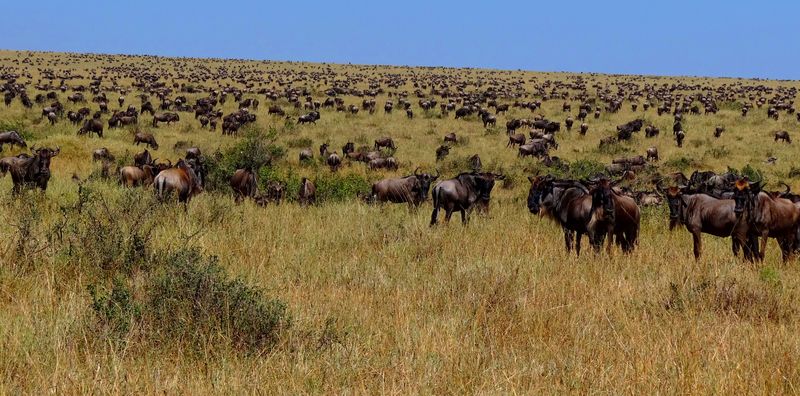 Wildebeest-during-Great-Migration