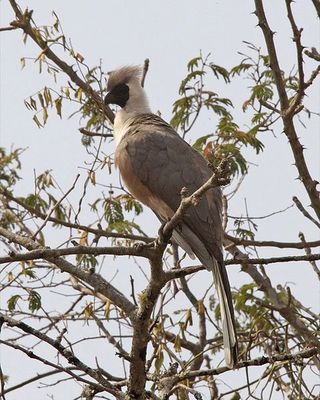 480px-Bare-faced_Go-away-bird_(Corythaixoides_personatus)