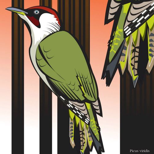 Green Woodpecker_electrographica