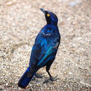 603px-Lamprotornis_nitens,_Kruger