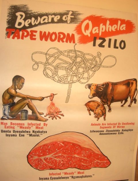 WEB Tapeworm poster 1856g.14 74