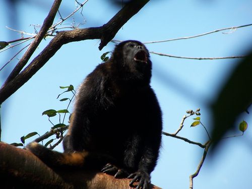 Dunn_howler monkey