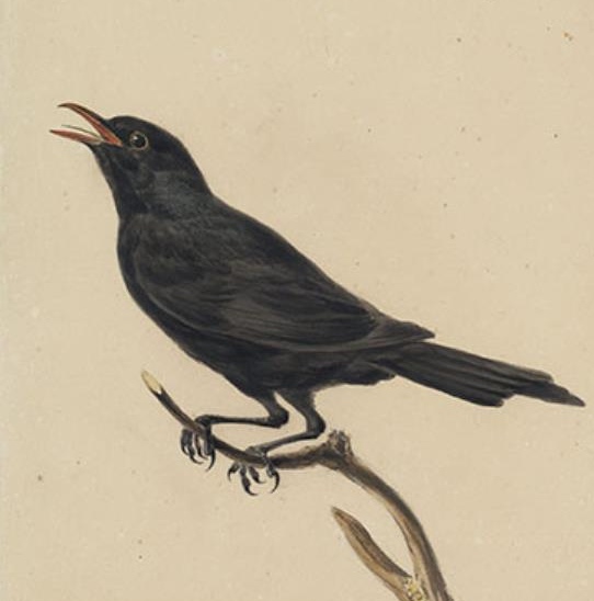 Blackbird