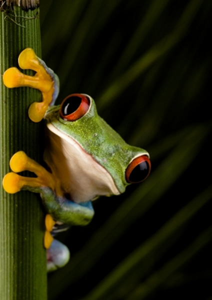 Tree Frog