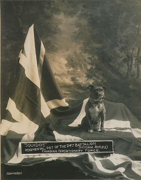 469px-Squidge_Regimental_pet_of_the_24th_Battalion_(HS85-10-29943)