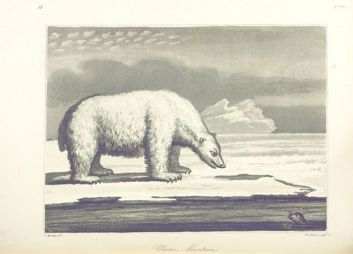 Polar Bear