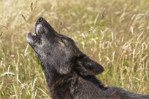 Tala howling in field 2