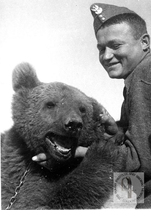 Wojtek the soldier bear from the Polish Army European studies blog