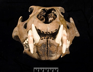 Barbary lion skull