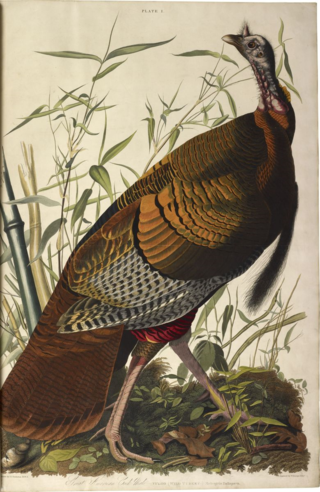 Audubon-birds-of-america-wild-turkey-plate1