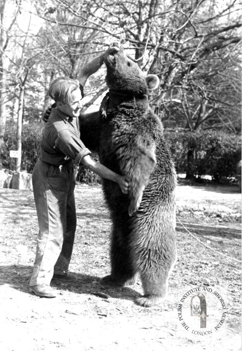 Wojtek the soldier bear from the Polish Army European studies blog