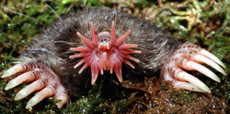 Star-Nosed-Mole