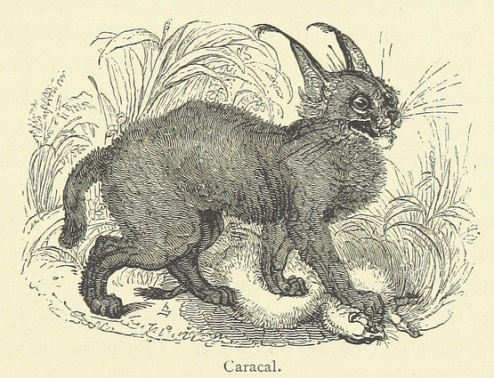 Caracal